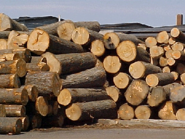 No Cambodian timber export license required