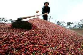 The amount of coffee exports to Algeria has nearly doubled