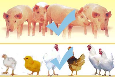 Livestock - Poultry